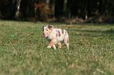 BERGER AUSTRALIEN PUPPIES 733